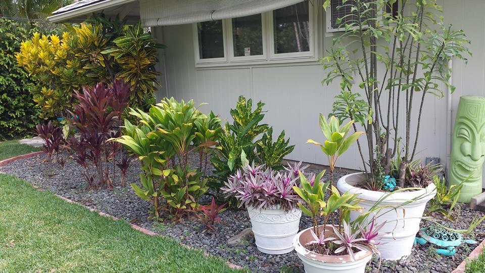 Paradise Palms B & B Kailua Exterior foto